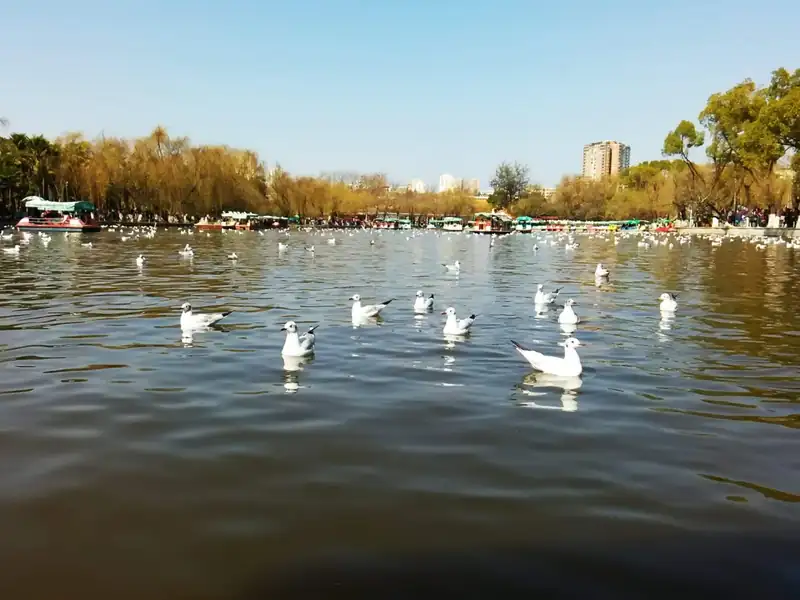 Black-headed gulls floating on Green Lake in Kunming, with willows and pedal boats behind