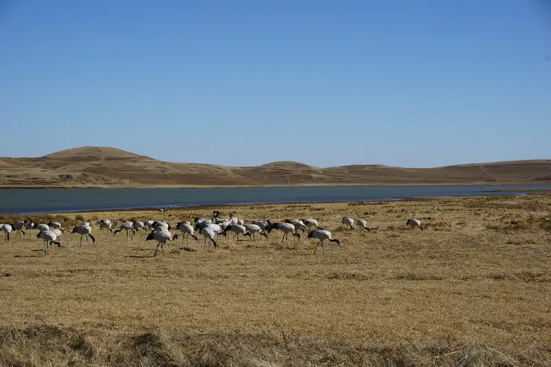 Black-necked cranes