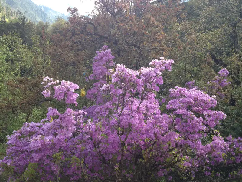 Rhododendron season