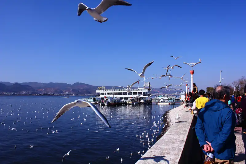 Haigeng Dam gulls: be there around 8 am, not at midday