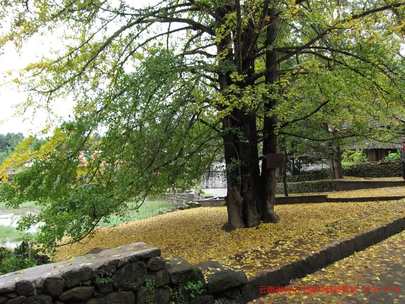 Kampung Ginkgo Jiangdong (Gudong)