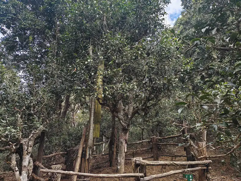 Spring tea picking with a family in Jingmai
