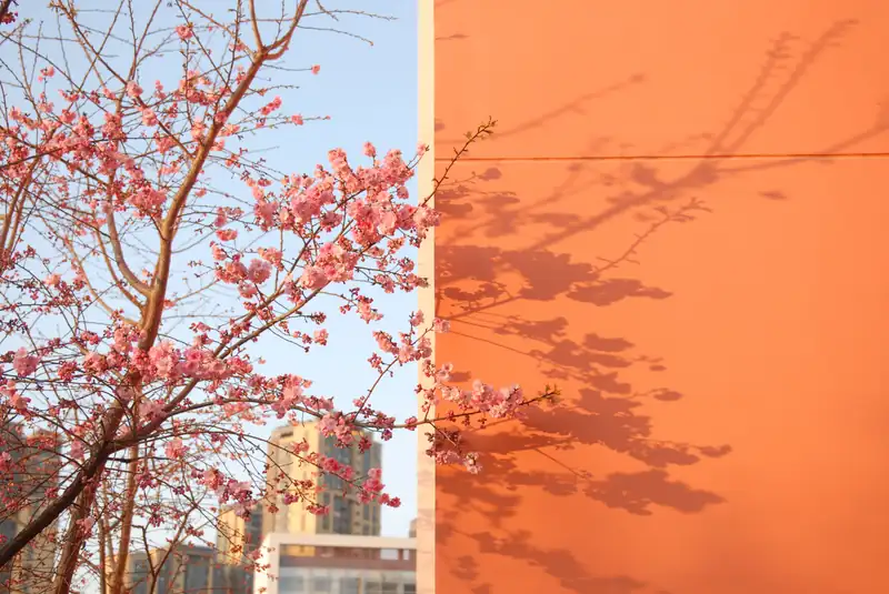 Cherry blossom season