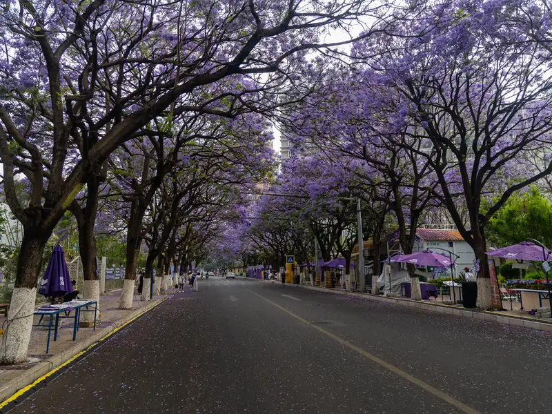 Jacaranda season in Kunming