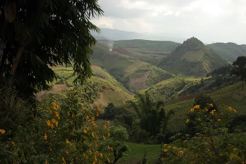 Green farmed hills and yellow wild sunflowers seen from a road in Lincang