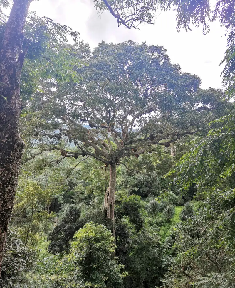 Mangjing's bee trees: giant old trees hung with wild honeycombs