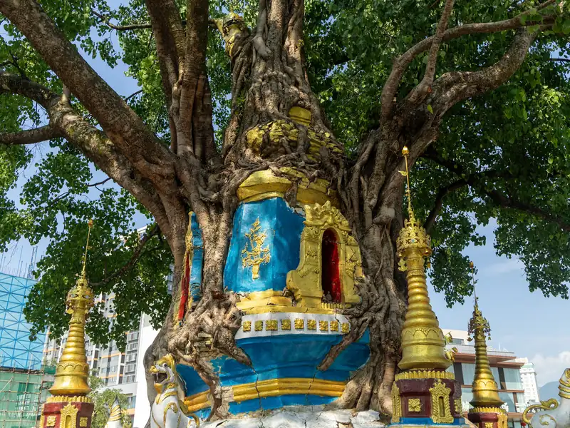 The Tree-Wrapped Pagoda: a bodhi tree grown right through a Qing pagoda