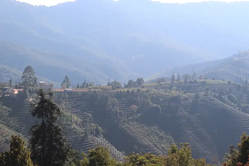 Taman Ekspo Teh Pu'er China (Gunung Yingpan)
