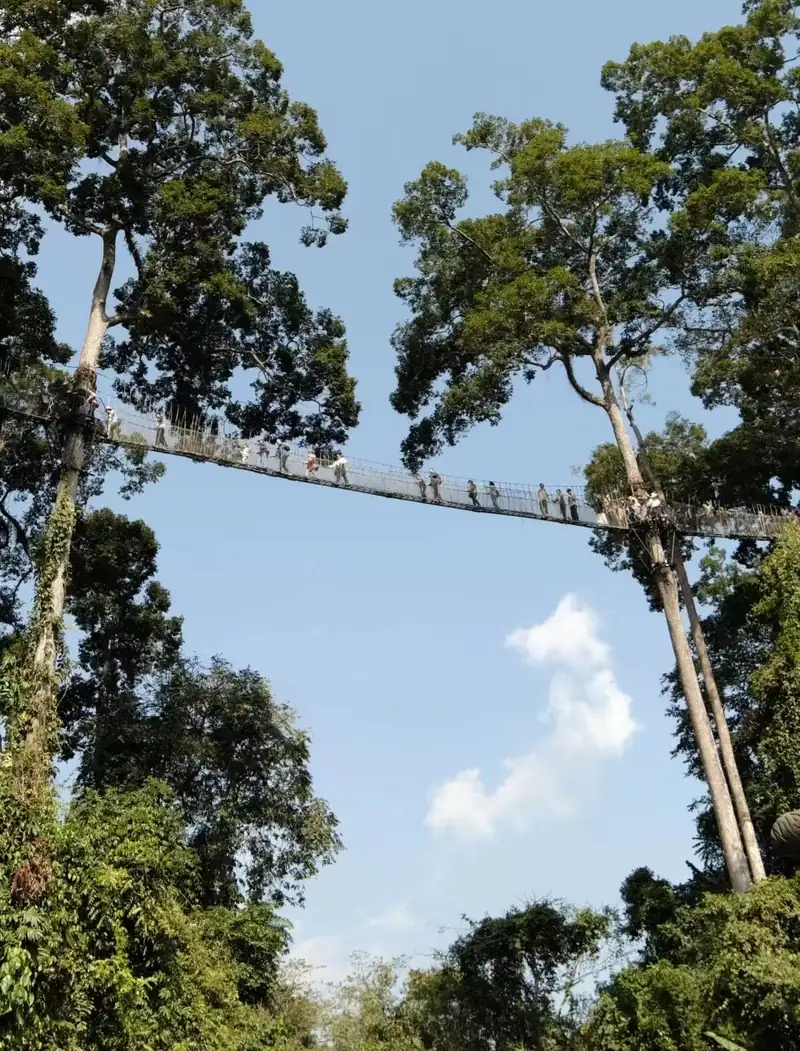 Hutan Hujan Wangtianshu (Laluan Kanopi)