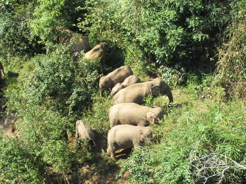 Lembah Gajah Liar (Wild Elephant Valley)