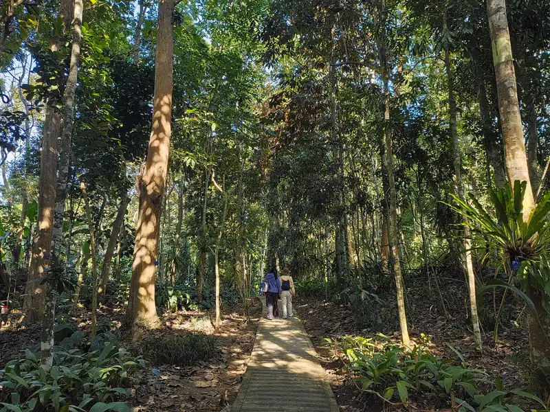 A path through tropical rainforest in Xishuangbanna
