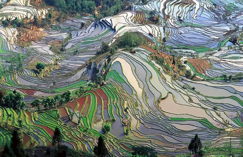Flooded Hani rice terraces curving down a hillside in Yuanyang